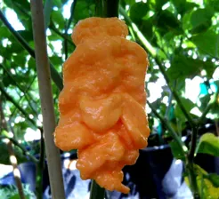 Перец острый Hot pepper Trinidad Scorpion Peach