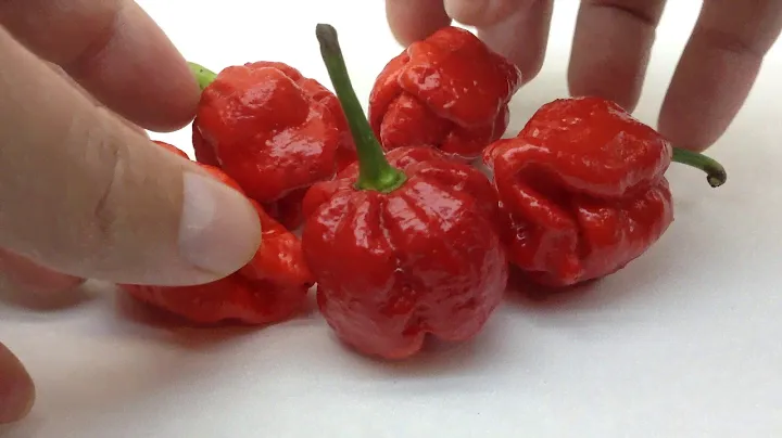 Trinidad Moruga Scorpion - Chili Pepper Seeds, Pod Review, Pepper Challenge and More. DevilPods.com