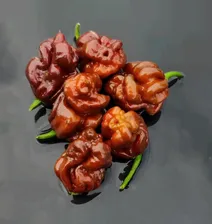 Перец Trinidad Scorpion Moruga Chocolate