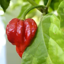 Перец острый Hot pepper Trinidad Scorpion Butch