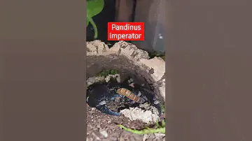 Feeding Emperor scorpion