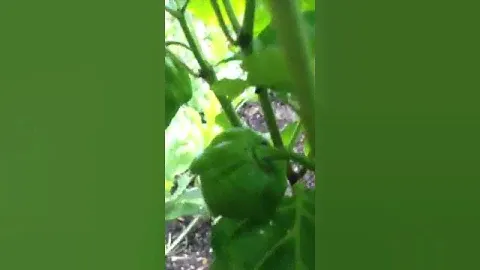 Trinidad Scorpion Peppers