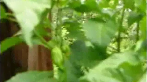 Trinidad Scorpion Chilli Pepper Plant Worlds Hottest