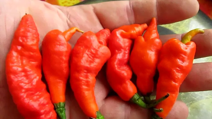 Trinidad Scorpion Long SR - Тринидад Скорпион длинный SR
