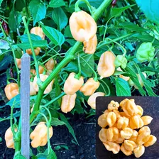 Trinidad Scorpion Peach (Тринидад Скорпион Персик)