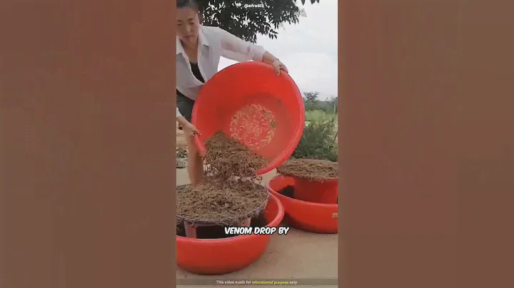 Extracting scorpion venom