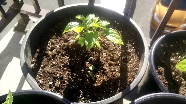 Organic Bhut Jolokia (Ghost Peppers) and Trinidad Scorpion hot peppers grow season 1.2