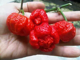 Перец острый Trinidad Moruga Scorpion Red