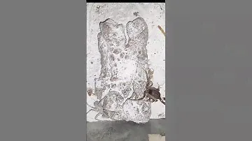 Six Eyed Sand Spider vs Euro Yellow Tail Scorpion