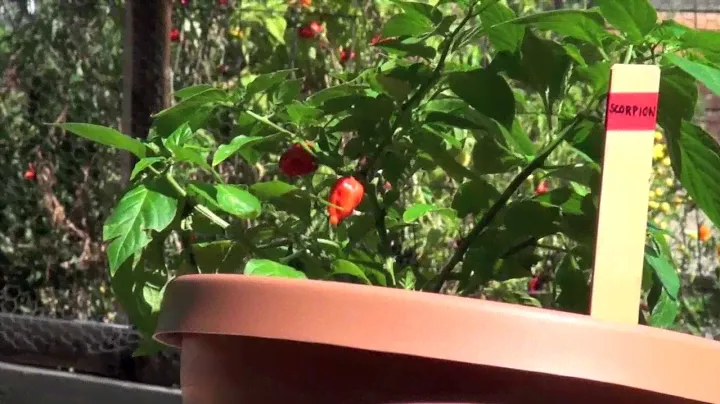 You Can Grow Trinidad Moruga Scorpion Chiles