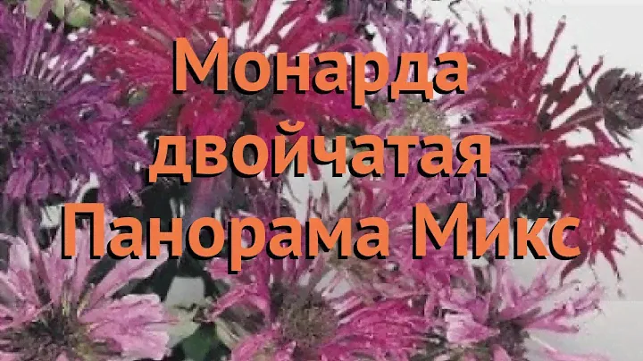 Монарда обыкновенный Панорама Микс 🌿 Панорама Микс обзор: как сажать, семена монарды Панорама Микс